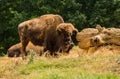 Great American Bison - Bison bison Royalty Free Stock Photo